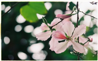 Tháng 3 – Ngỡ ngàng Mộc Châu mùa hoa ban nở
